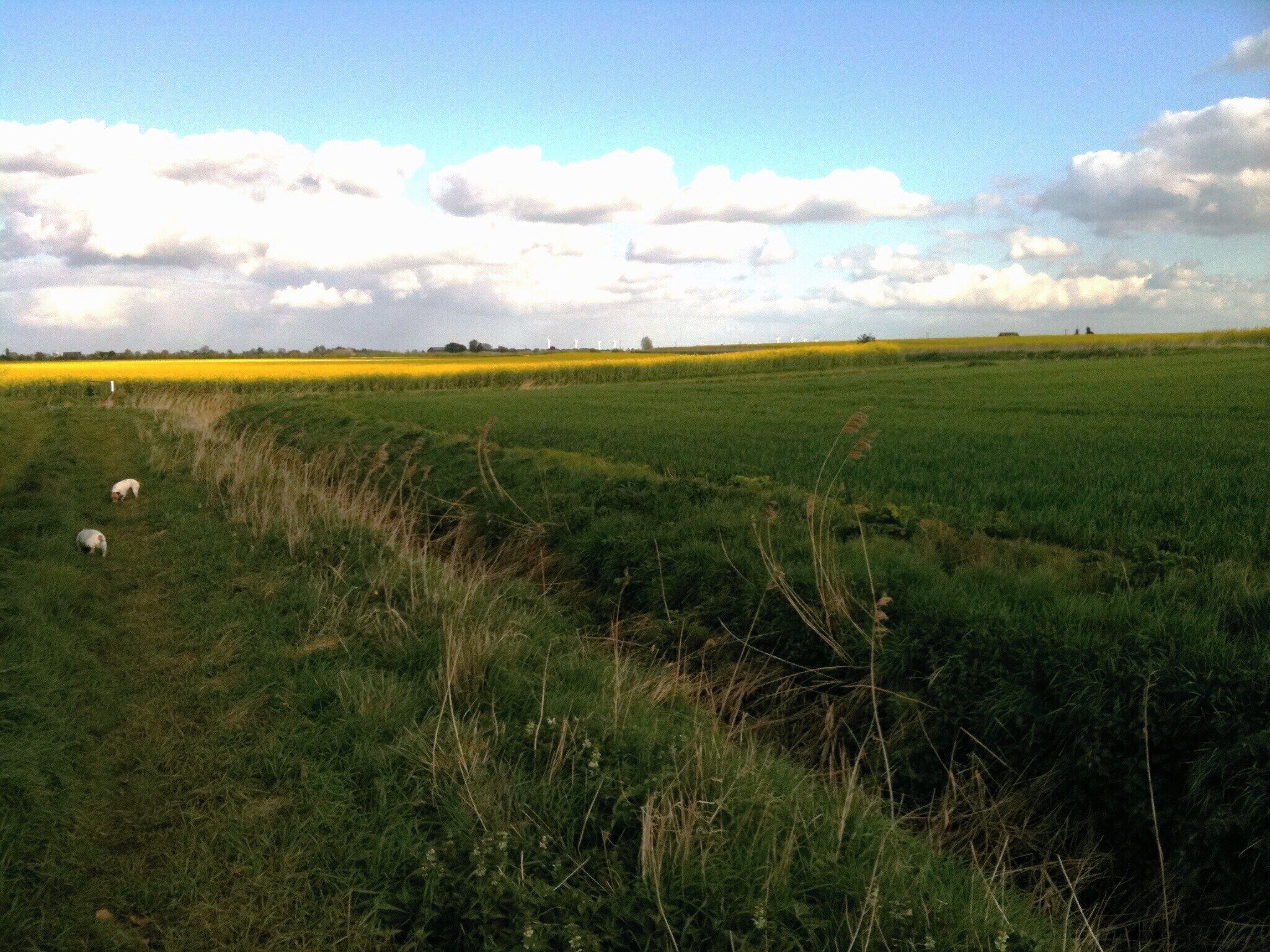 Walking between Whittlesey and Pondersbridge