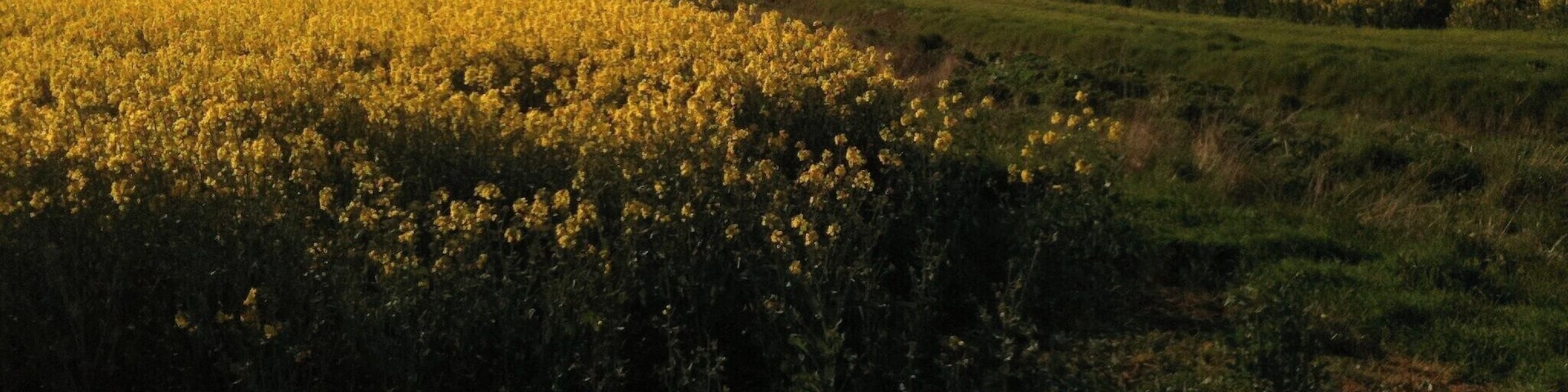 A field of yellow flowers with a cloudy sky.