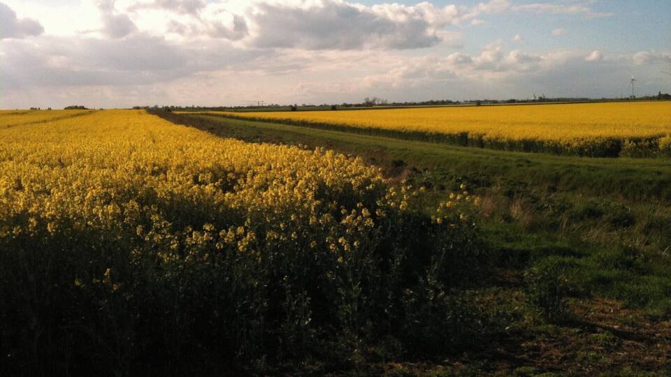 A field of yellow flowers with a cloudy sky.