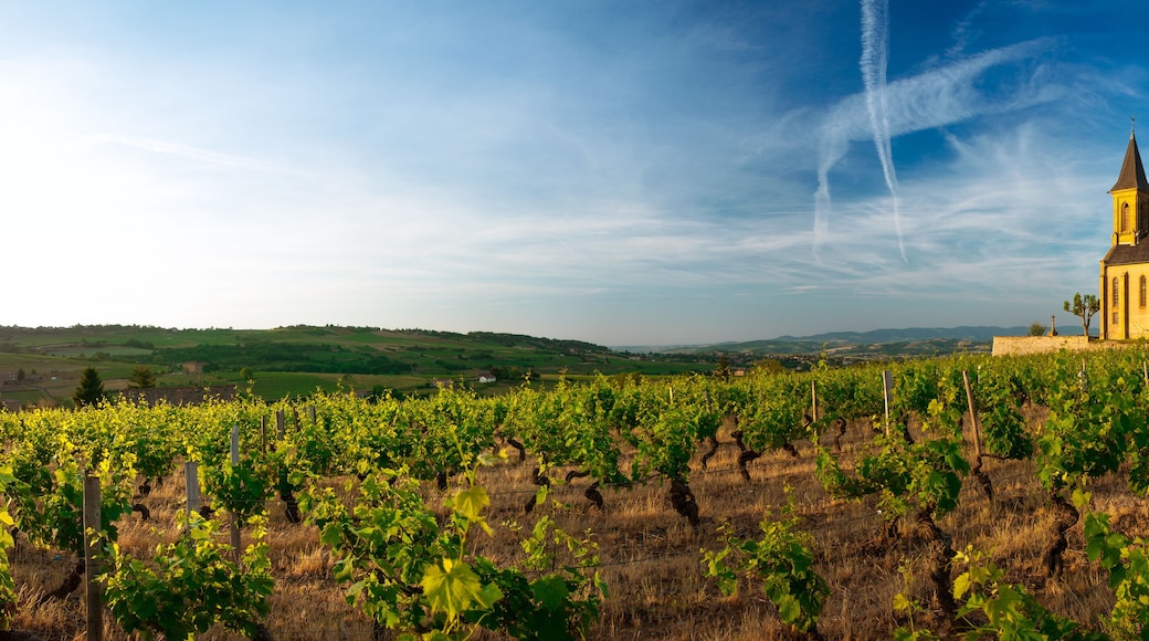 Church and vineyard