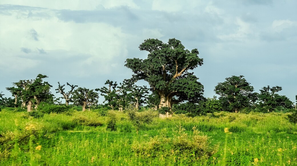 Giant baobabs from the Bandia nature reserve in Senegal