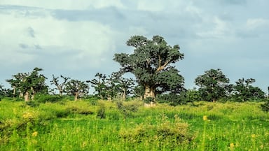 Ein grasbewachsenes Feld mit mehreren großen Bäumen und einem bewölkten Himmel.