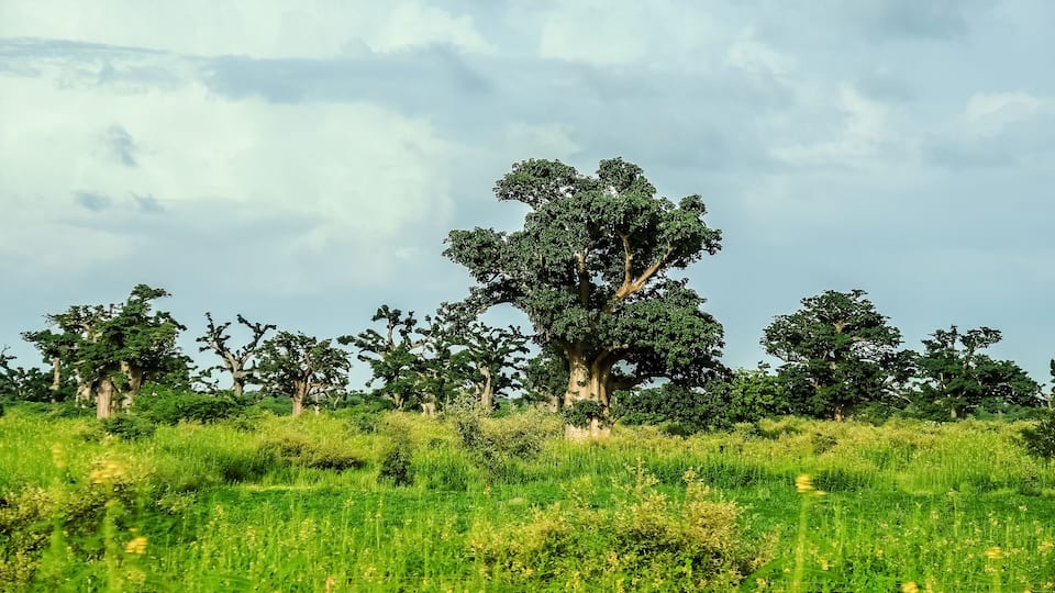 A grassy field with several large trees and a cloudy sky.