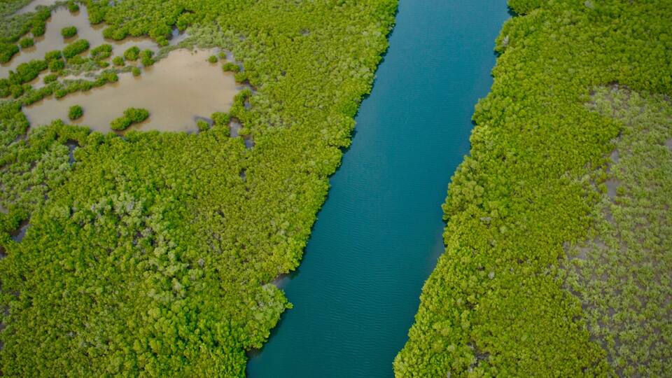 A river winding through a dense green forest.