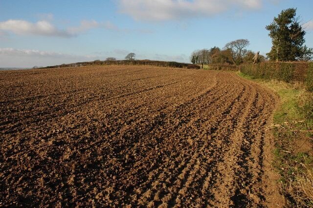Footpath on Snails Bank A footpath follows the hedge on the right, however, it is unavoidable to walk on the ploughed land as in many places there is not enough room to walk on the headland beside the hedge.