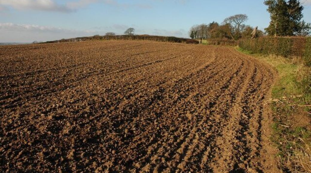 Footpath on Snails Bank A footpath follows the hedge on the right, however, it is unavoidable to walk on the ploughed land as in many places there is not enough room to walk on the headland beside the hedge.