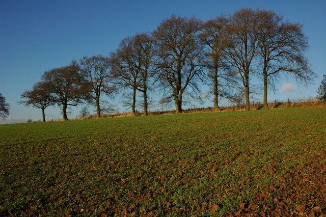 Trees above Seed Farm Trees in a hedgerow above Seed Farm, to the west of Ridgeway Cross.