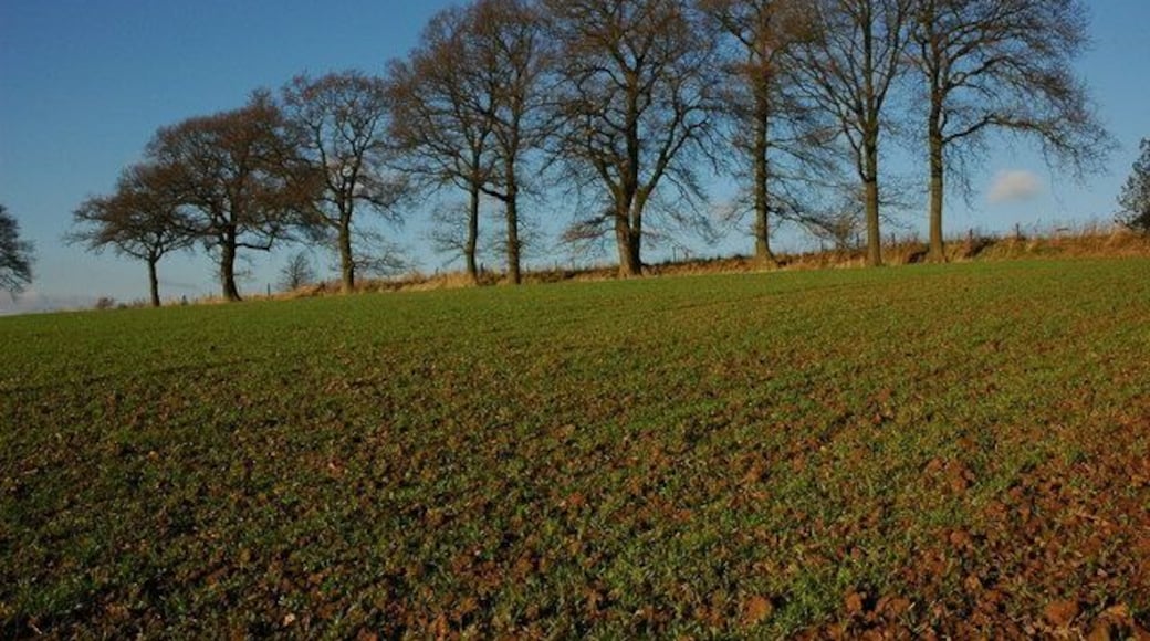 Trees above Seed Farm Trees in a hedgerow above Seed Farm, to the west of Ridgeway Cross.