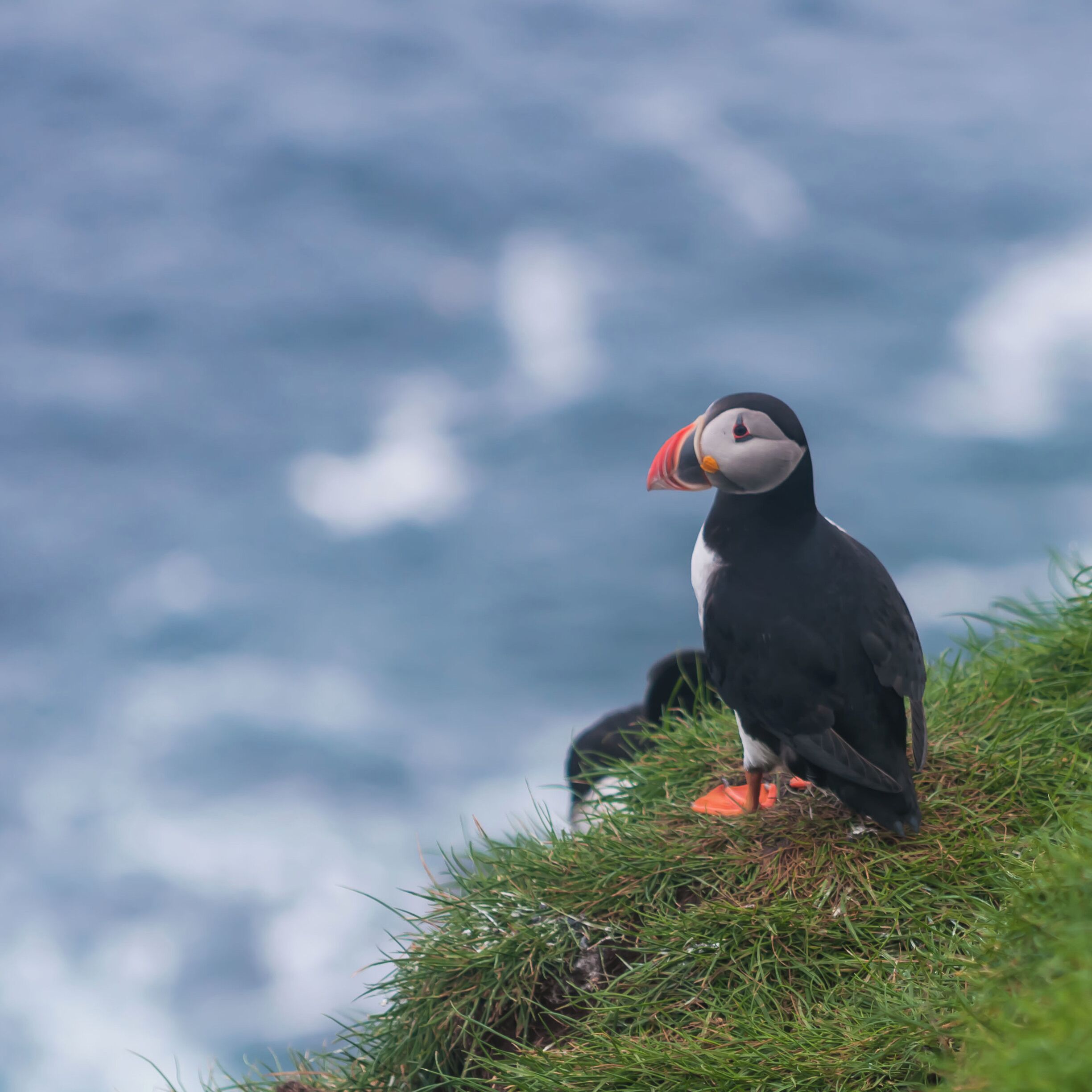 Mykines, a small island off the coast of Vagar in Faroe Islands is home to the second largest puffin colony in the world. Nothing prepared us for the sights that awaited us on this island. A million gannets flew over cliffs welcoming us. A short hike up on a hill and hundreds of puffins crossed our path as we made our way to the Mykines lighthouse. This island is one of the breeding colonies for these birds and one could observe them fly in and out of their nests and hunt for fish from the ocean. As one stands on a hiking trail surrounded by thousands of puffins, the thrill of observing nature take its own course is something else altogether!

#visitfaroeislands #puffins #thegreatnorthco
