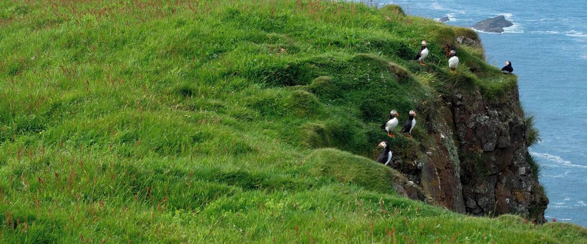 Puffins, hills, and tons of green: that's pretty much the island of Mykines! If you hit good weather in the Faroe Islands, be sure to catch the ferry to this island for at least a day. You'll have to hike a bit to reach these views, but it's worth it!