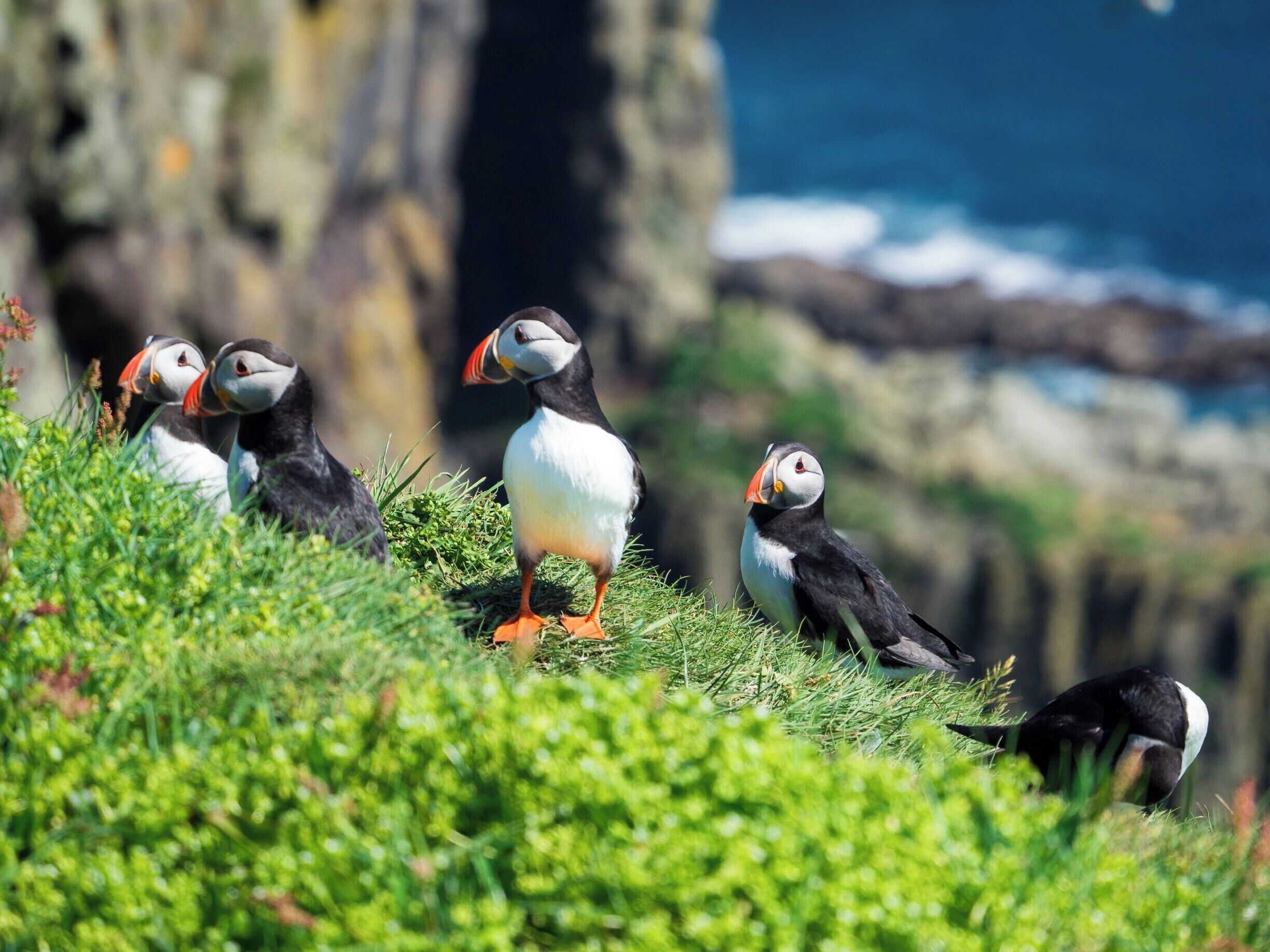 Puffins on a grassy cliff by the sea.