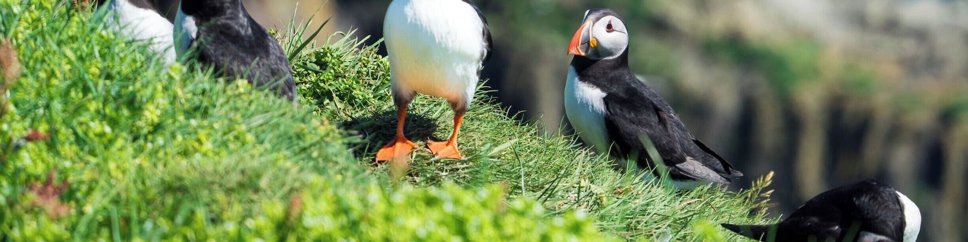 Puffins on a grassy cliff by the sea.