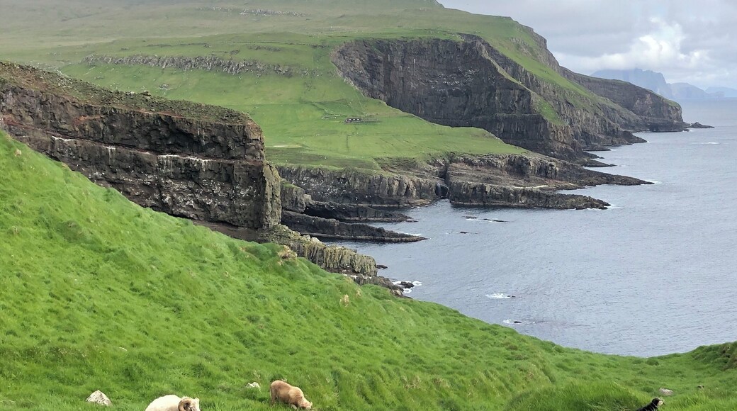 The island of Mykines is known for nesting Puffins and other seabirds. It is a spectacular place to visit. The hiking was a bit challenging for me as were the heights, but the views were worth it.