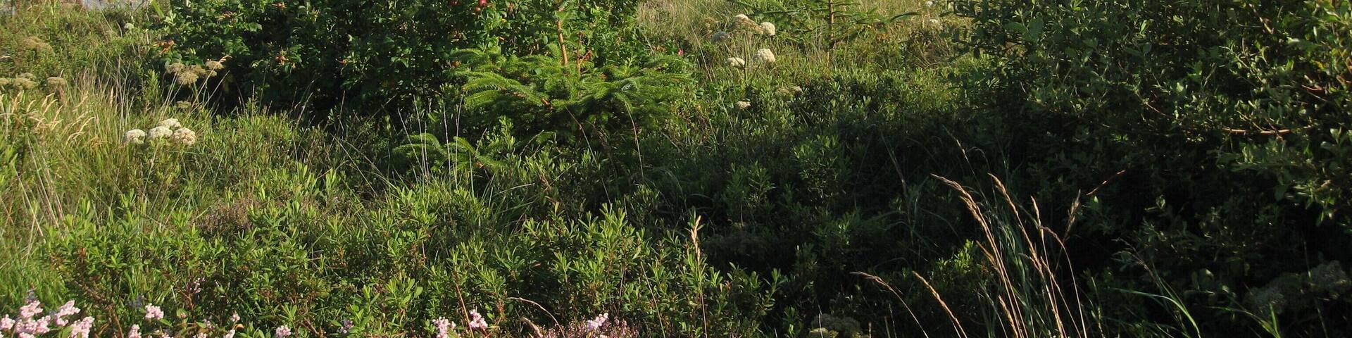 View across Loch Druidbeag