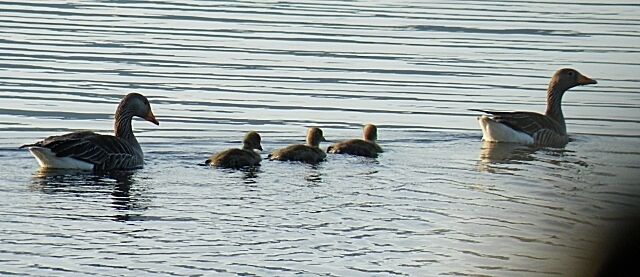 Greylag Geese (Anser anser) A small family of Greylags making itself scarce as I passed Loch Druidibeg. There were lots of pairs with goslings, but they are wary of people. For this shot my car served as a mobile hide.