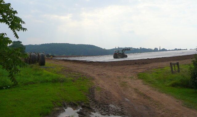 Laying irrigation pipes. A new crop of strawberries being established near Warryfield farm. The plastic mulch suppresses weeds, warms the soil, and keeps the fruit clean.