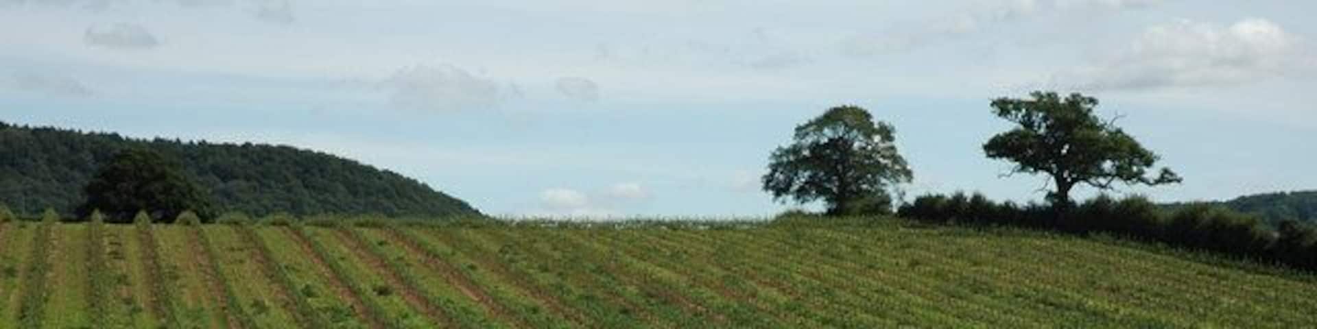 Recently planted fruit trees, Hom Green. This field has been planted with fruit trees within the last year as last September whis field was in arable use. See: 955381