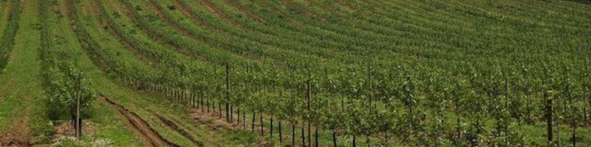 Recently planted fruit trees, Hom Green. This field has been planted with fruit trees within the last year as last September whis field was in arable use. See: 955381