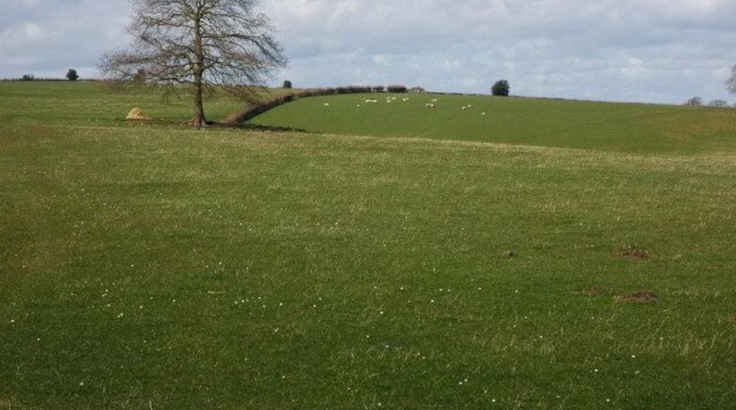 Grazing land above Deep Dean View across grazing land towards Howle Hill from the country road above Deep Dean.