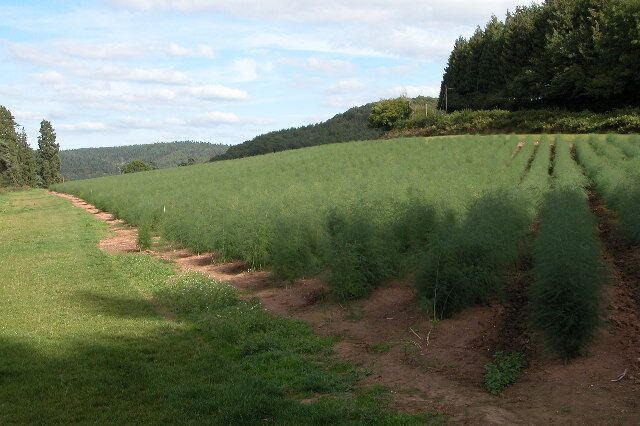 Field of Asparagus. Asparagus crop in a field near Coughton