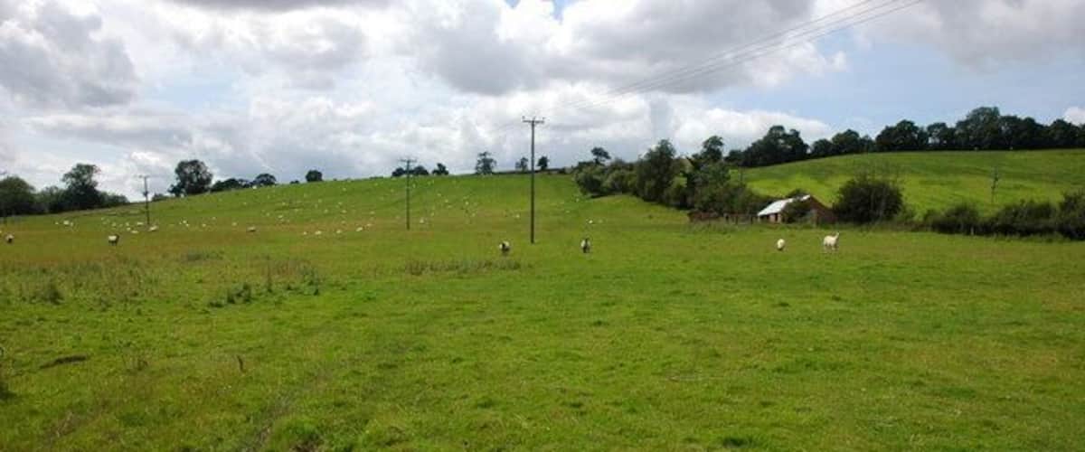 A green field with scattered sheep and a small building in the distance.