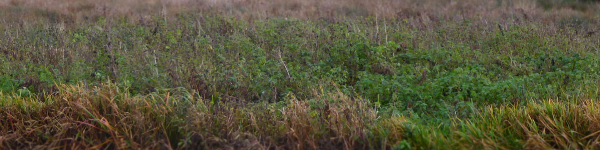 Mountsorrel Meadows is a nature reserve on the eastern outskirts of Mountsorrel in Leicestershire. It is managed by the Leicestershire and Rutland Wildlife Trust.