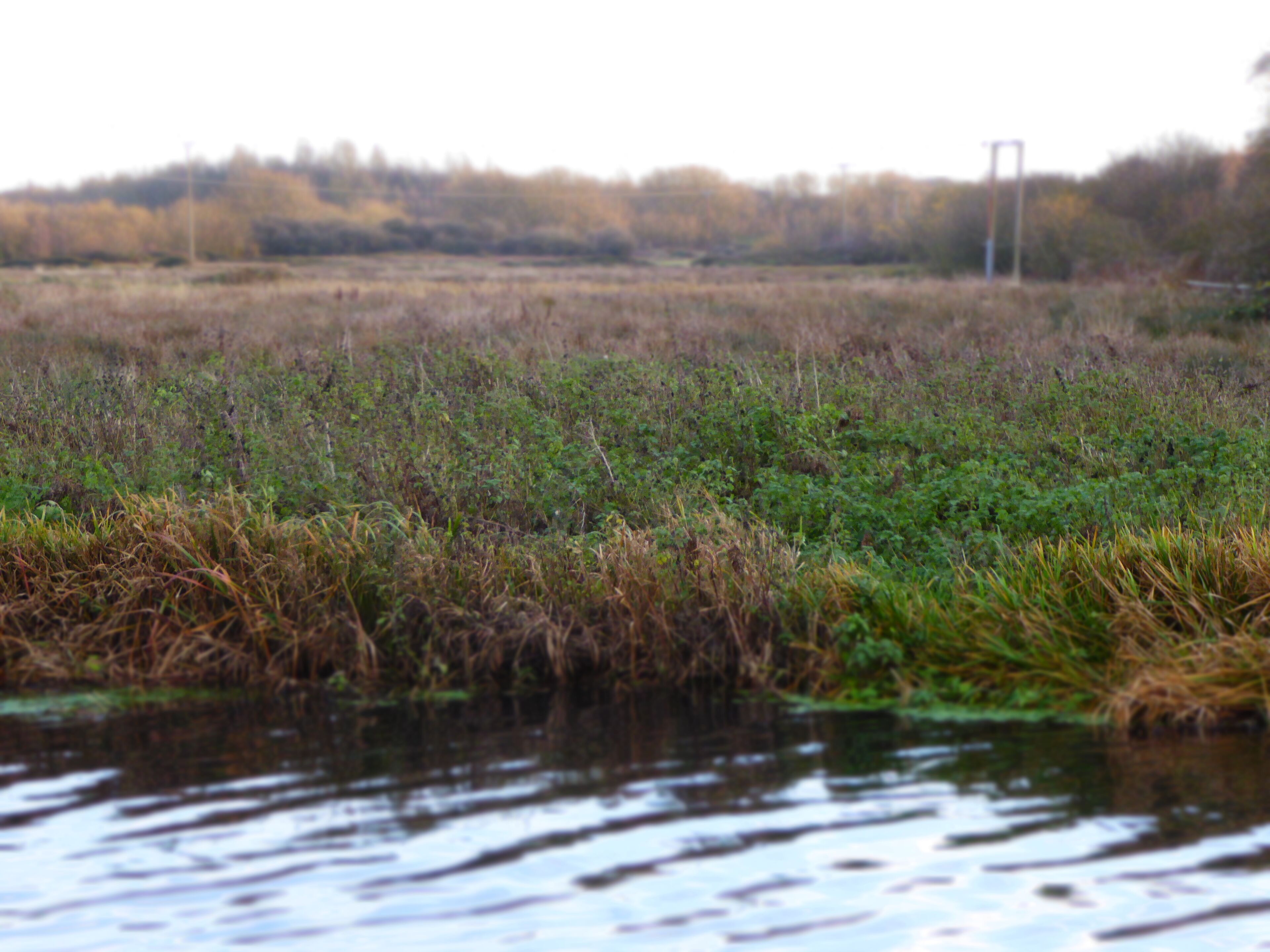 A river with water lilies and reeds.