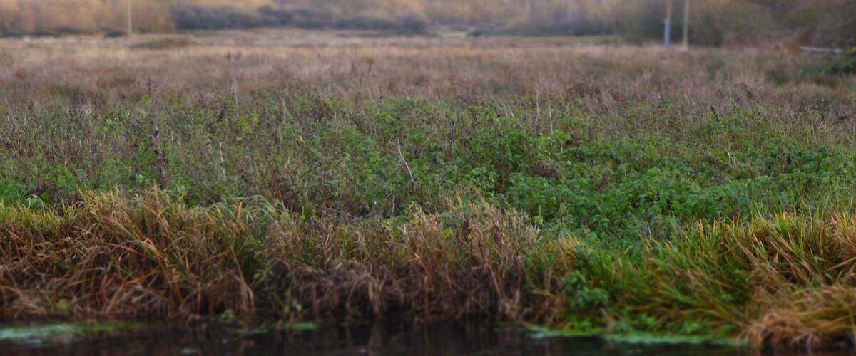 A river with water lilies and reeds.