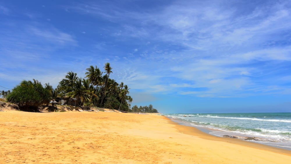 Coconut palm on the beauty beach at Rantau Abang, Terengganu, Malaysia