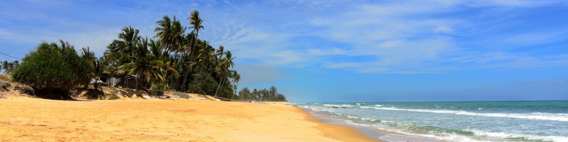 Coconut palm on the beauty beach at Rantau Abang, Terengganu, Malaysia