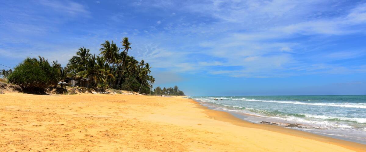 A sandy beach with palm trees and the ocean under a clear sky.