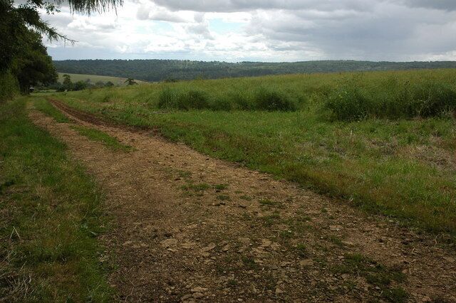 Cotswold farmland Headland track into a field of oil seed rape above the village of Withington.
