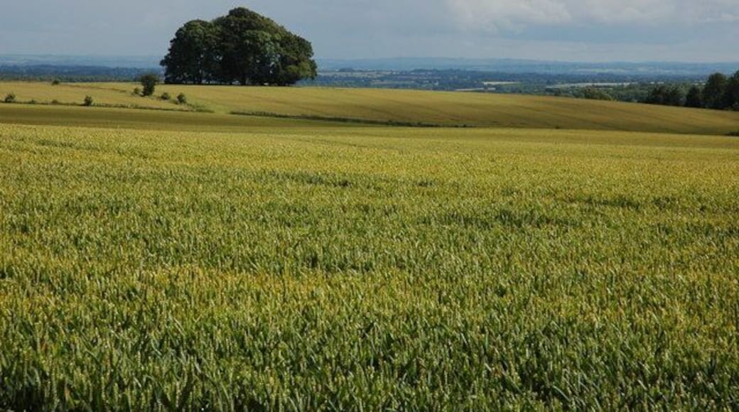 Clump of trees surrounded by wheat Beyond the trees in the background the landscape stretches into Wiltshire.