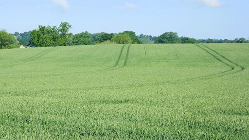 Wheatfield near Lower Wraxall The complete absence of poppies or any other weeds makes one suspect the use of weedkiller.