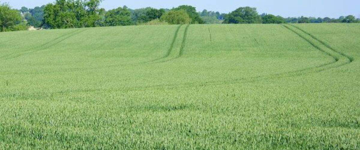 A vast green field with a clear sky.