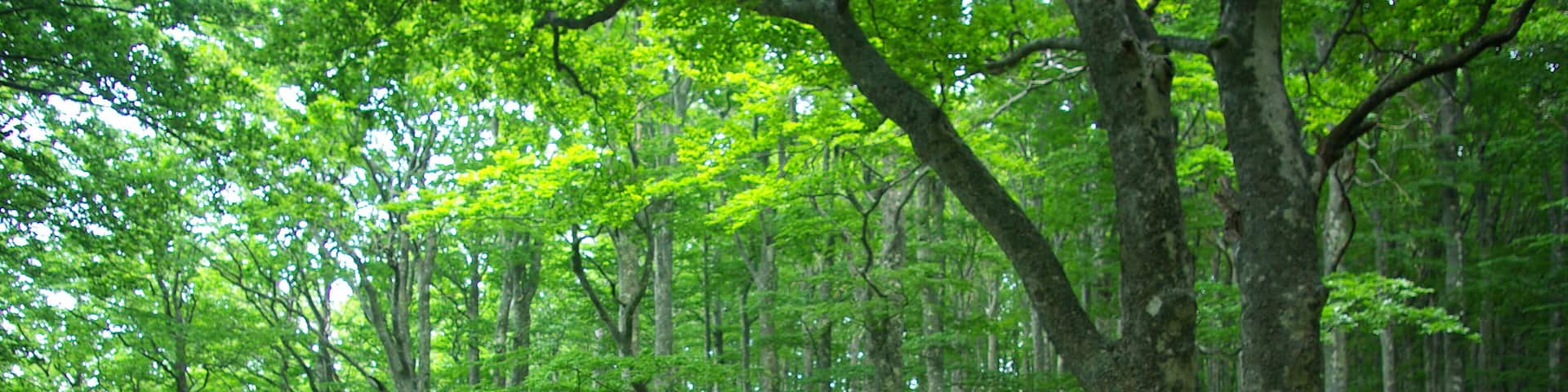 Nella Foresta del Teso