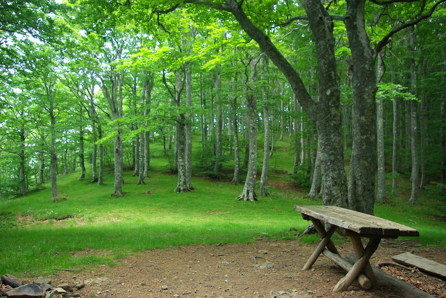 Nella Foresta del Teso