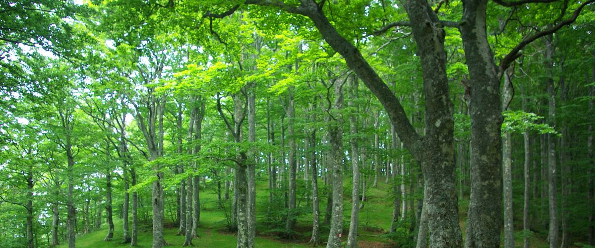 A forest with a wooden picnic table.