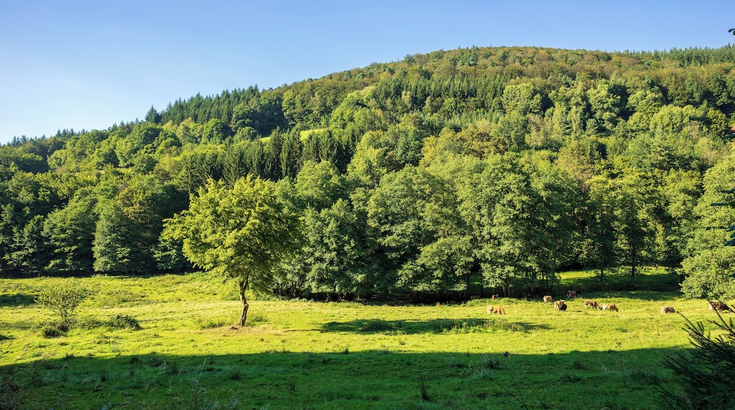 Malerische Weide im tiefen Reisenbachtal westlich des Weilers Reisenbacher Grund bei Mudau, Neckar-Odenwald-Kreis Gehört zum Landschaftsschutzgebiet „Reisenbachtal“, Schutzgebiets-Nr. 2.25.001.