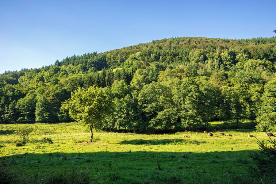 Un campo verde y exuberante con animales pastando, un árbol destacado y una colina boscosa al fondo.
