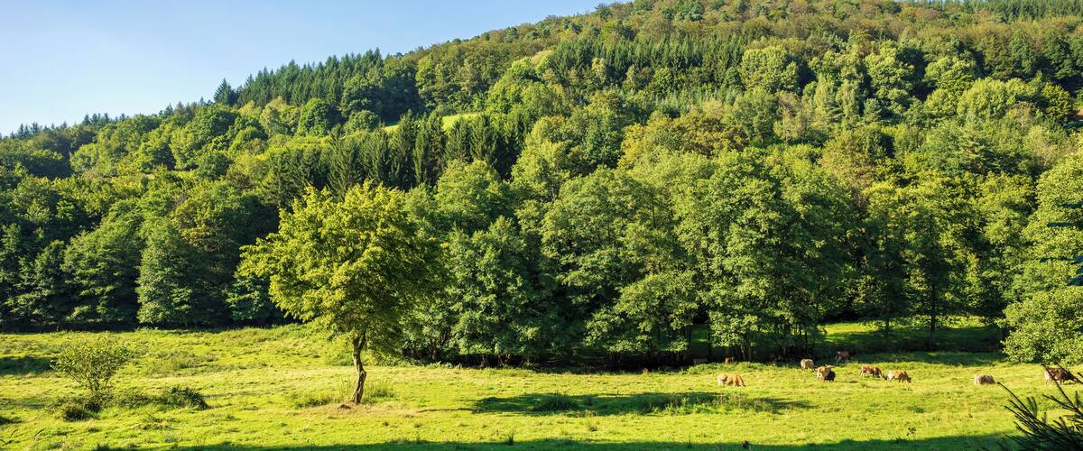 A lush green field with grazing animals, a prominent tree, and a forested hill in the background.