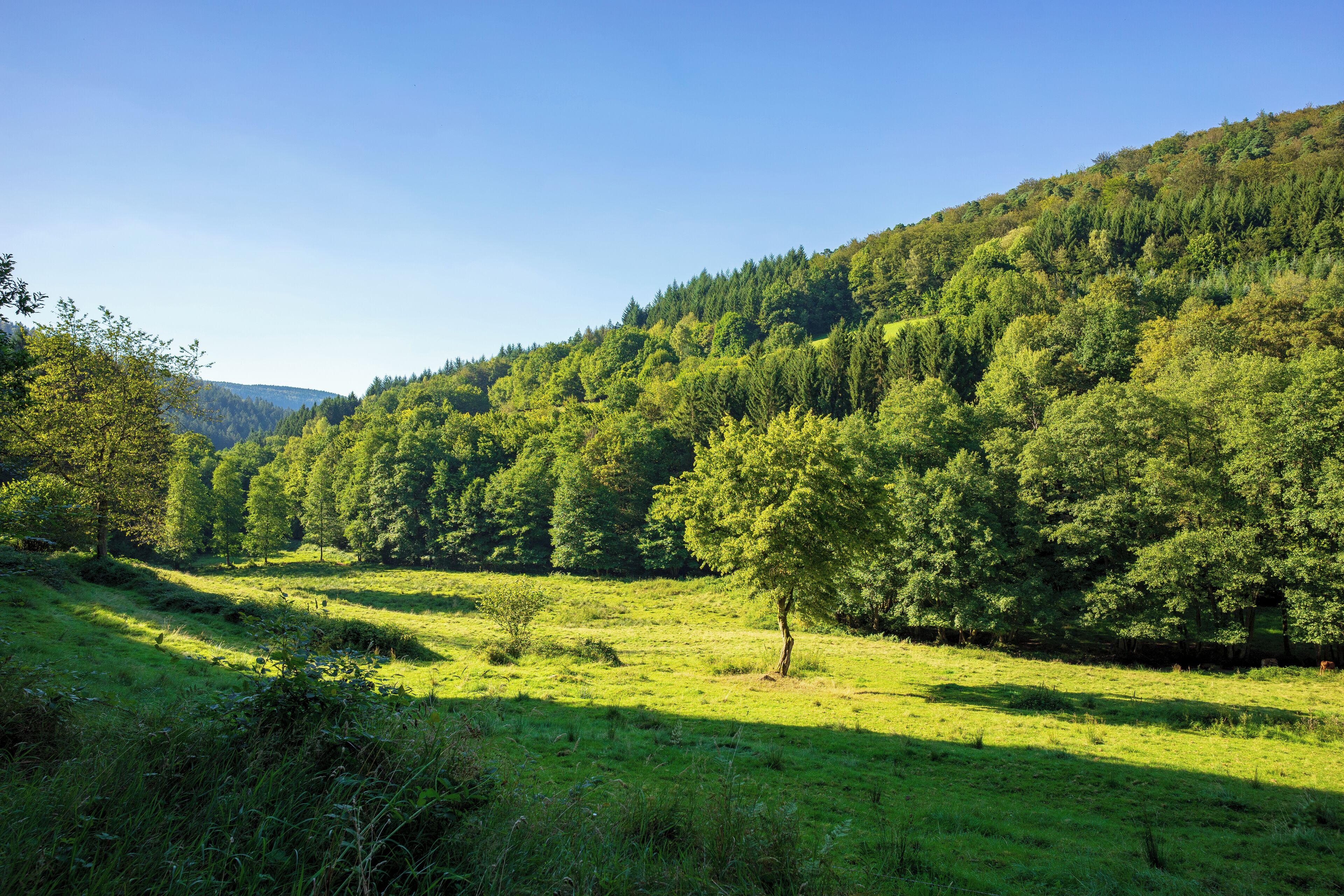 Malerische Weide im tiefen Reisenbachtal westlich des Weilers Reisenbacher Grund bei Mudau, Neckar-Odenwald-Kreis Gehört zum Landschaftsschutzgebiet „Reisenbachtal“, Schutzgebiets-Nr. 2.25.001.