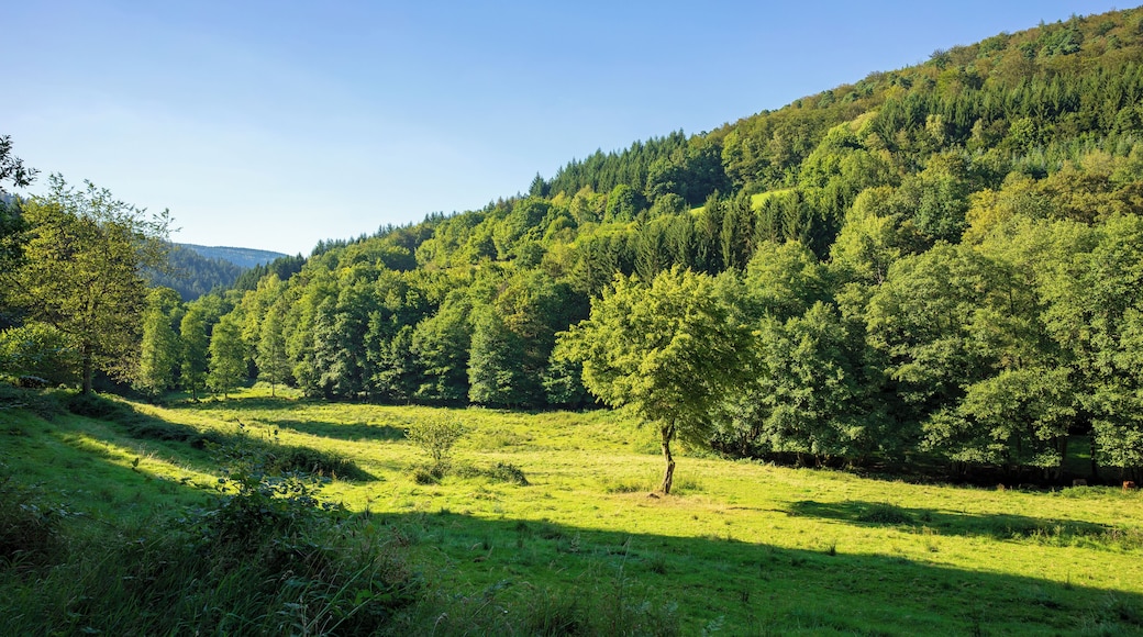 Malerische Weide im tiefen Reisenbachtal westlich des Weilers Reisenbacher Grund bei Mudau, Neckar-Odenwald-Kreis Gehört zum Landschaftsschutzgebiet „Reisenbachtal“, Schutzgebiets-Nr. 2.25.001.