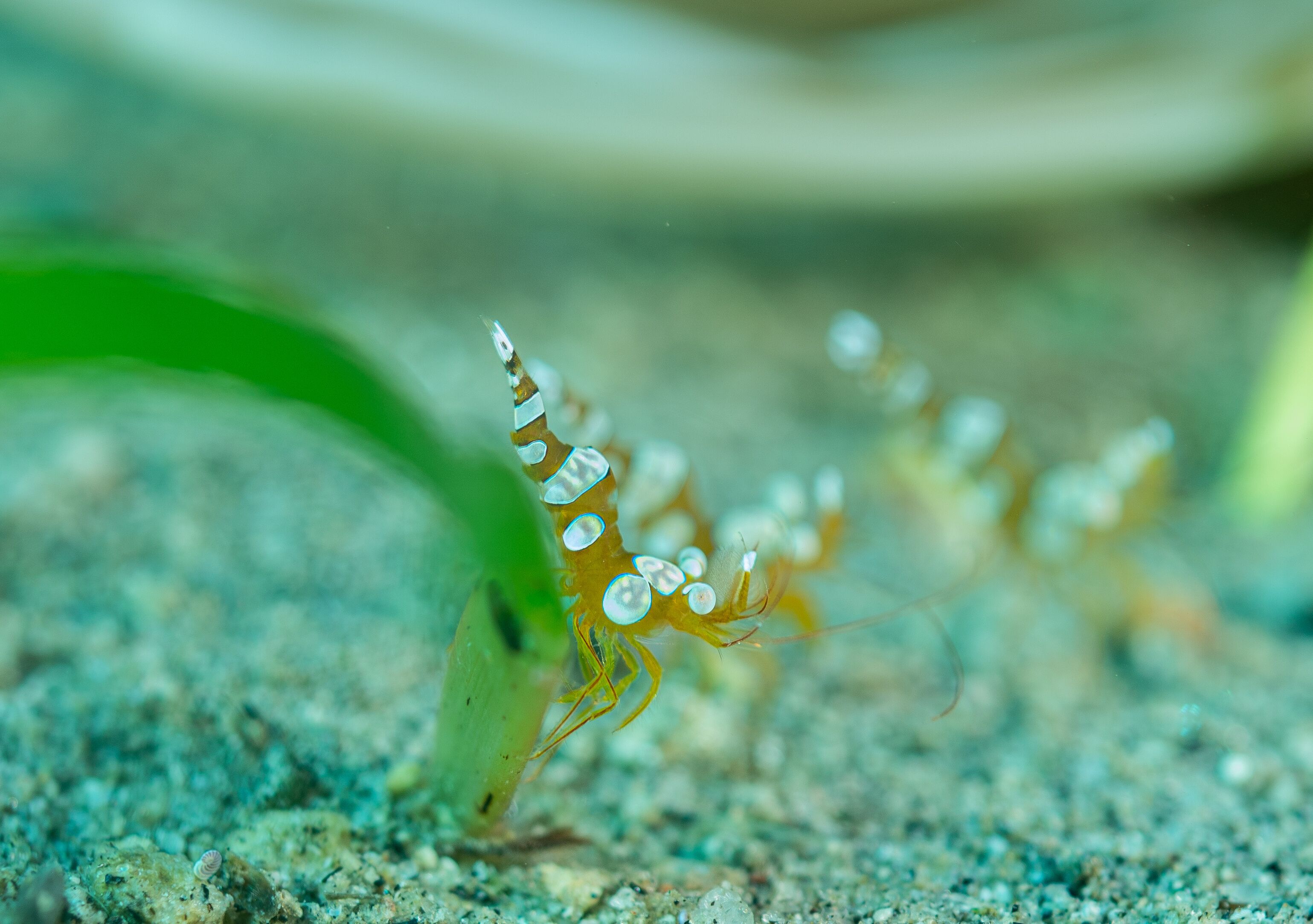 Anemone shrimp, Pacific ocean, Dauin, Philippines.