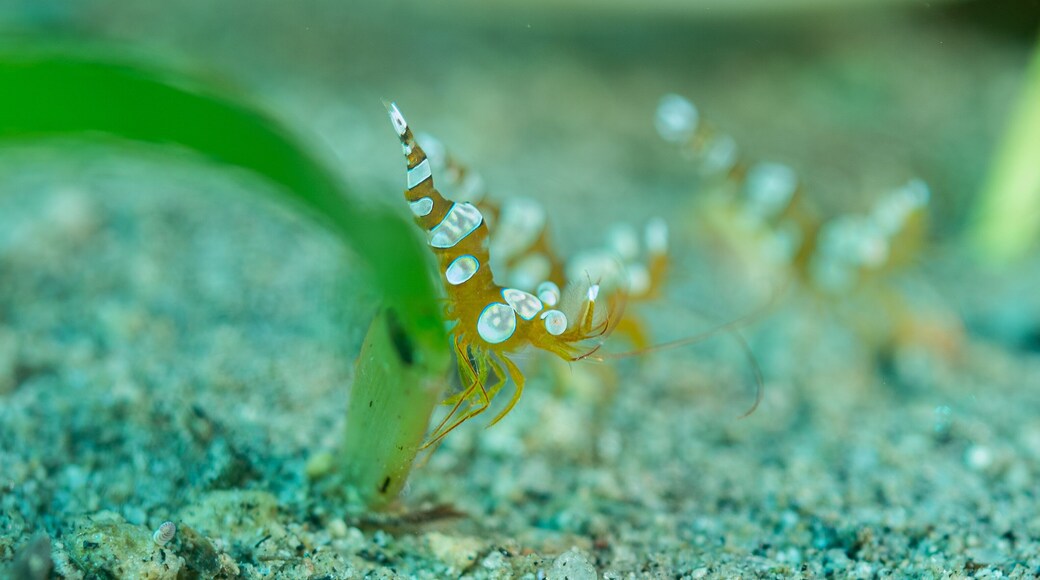 Anemone shrimp, Pacific ocean, Dauin, Philippines.