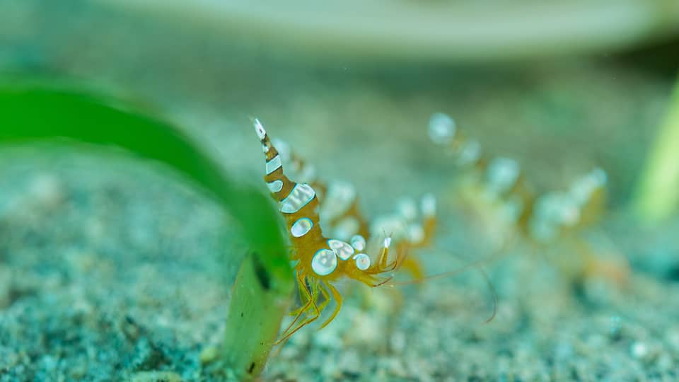 A close-up of a shrimp with a transparent exoskeleton, surrounded by a sandy underwater environment.