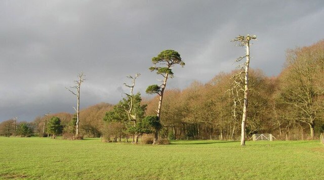 Hoads Wood With four Scots Pines in the foreground. Taken from the footpath that links Burgh Hill with Whitesmith.