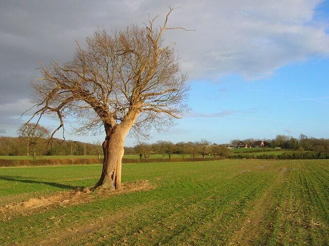 Lone Oak Tree near Burgh Hill Taken from Vanguard Way looking towards Burghill Farm. Hoads Wood is to the left.