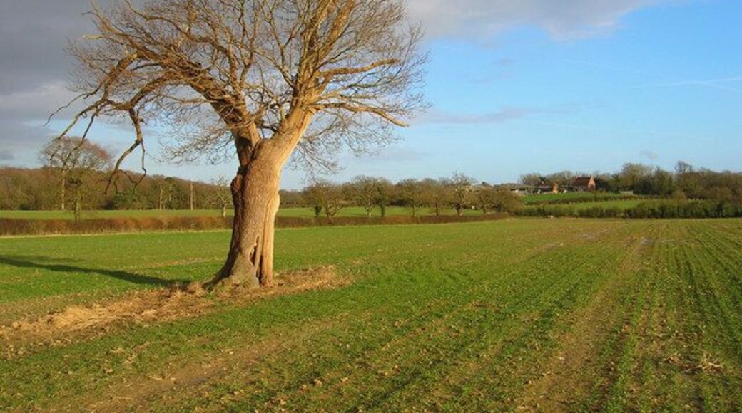 Lone Oak Tree near Burgh Hill Taken from Vanguard Way looking towards Burghill Farm. Hoads Wood is to the left.