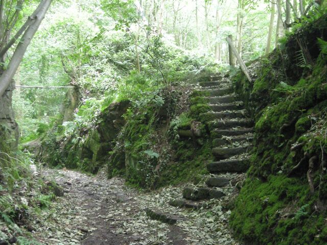 Steps in the woods